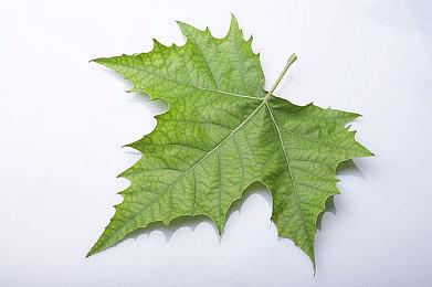 《师父》最终更新预告 2023年9月免费上线